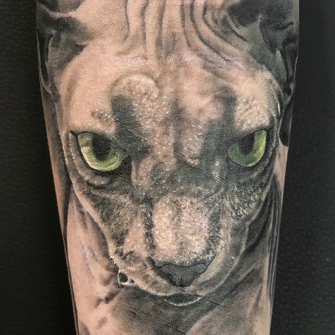 Кот